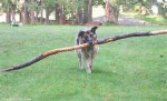 dog with branch