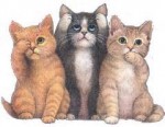 three cats