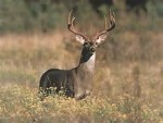 whitetail