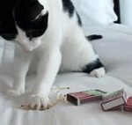 cat and matches