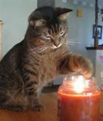cat playing with candle