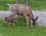 doe and fawn