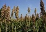 sorghum