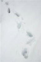 tfootprints in snow