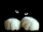 cat mittens