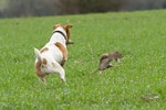 terrier chasing rat
