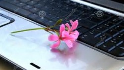 flowers on keyboard