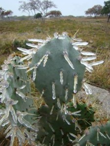frosted cactus