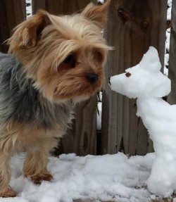 Who's got the coldest nose?
