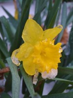 snow tire and daffodil festival