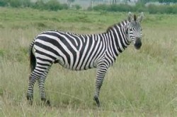 zebra