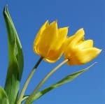 yellow tulips 2