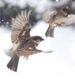 karen-sparrows