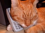 cat on phone